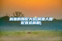 属猪的婚配大忌(属猪人婚配宜忌属相)