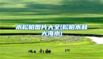 水松柏图片大全(松柏木和大海水)