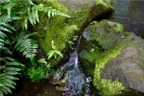 属羊和什么属相不合(属狗的不合属相)