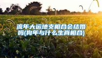 流年大运地支相合会结婚吗(狗年与什么生肖相合)
