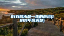81石榴木命一生的命运(1981年属鸡命)