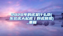 2020年的虎是什么命(东北虎大起底丨野虎频现)_重复