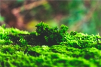 属蛇2022年适合佩戴什么(属蛇2022年适合佩戴什么水晶)